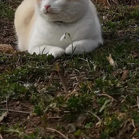 Panorama Dolomiti Bed & Breakfast