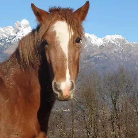 Panorama Dolomiti Bed & Breakfast Mel