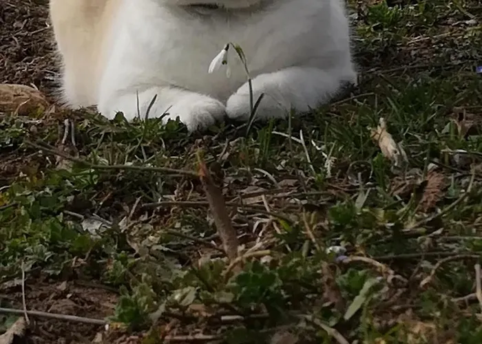 Panorama Dolomiti Bed & Breakfast